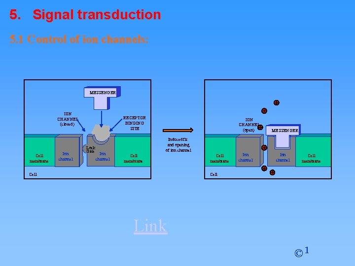 5. Signal transduction 5. 1 Control of ion channels: MESSENGER ION CHANNEL (closed) Cell