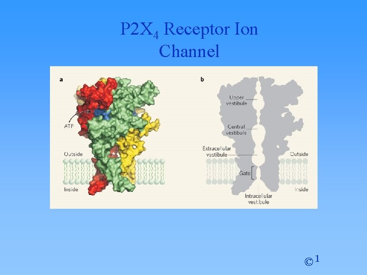 P 2 X 4 Receptor Ion Channel © 1 