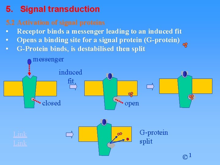 5. Signal transduction 5. 2 Activation of signal proteins • Receptor binds a messenger