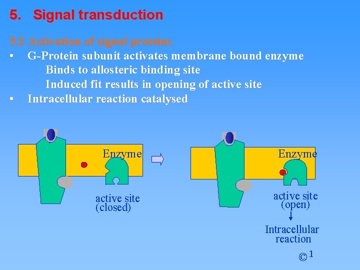 5. Signal transduction 5. 2 Activation of signal proteins • G-Protein subunit activates membrane