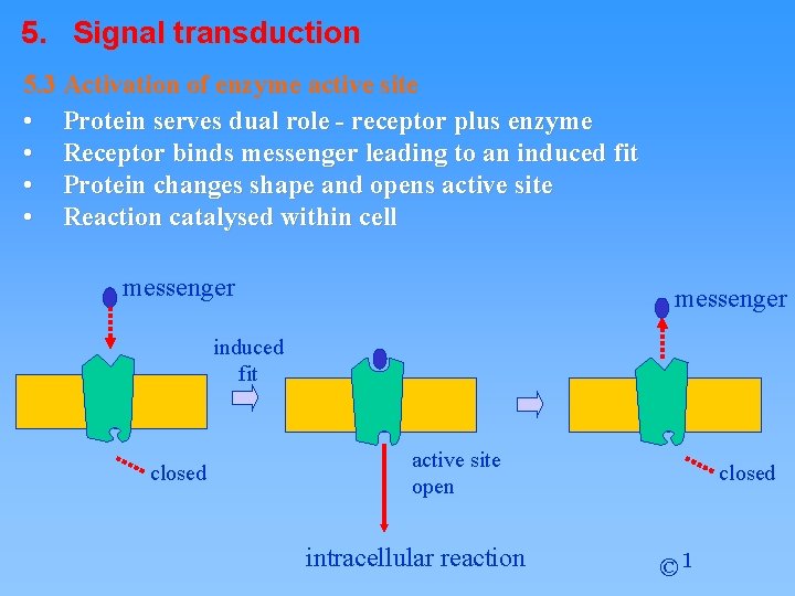 5. Signal transduction 5. 3 Activation of enzyme active site • Protein serves dual