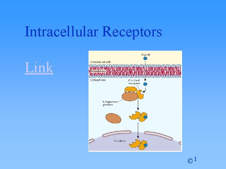 Intracellular Receptors Link © 1 