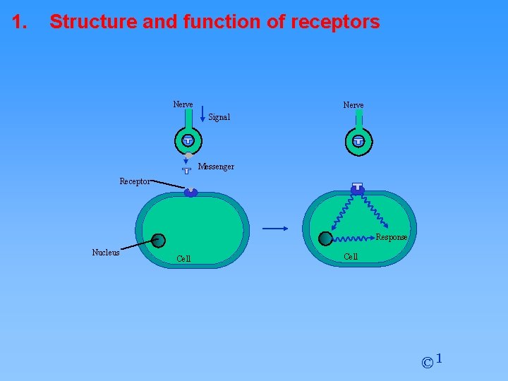 1. Structure and function of receptors Nerve Signal Messenger Receptor Response Nucleus Cell ©