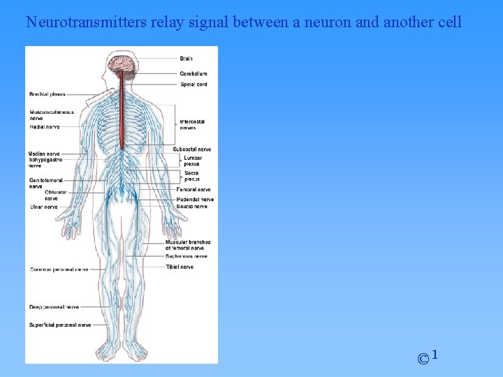 Neurotransmitters relay signal between a neuron and another cell © 1 