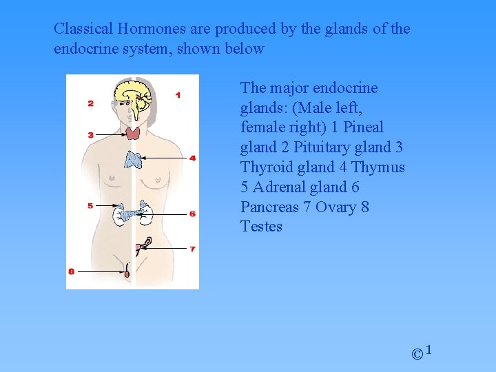 Classical Hormones are produced by the glands of the endocrine system, shown below The