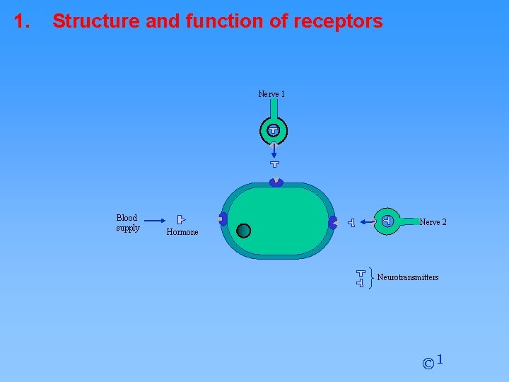 1. Structure and function of receptors Nerve 1 Blood supply Nerve 2 Hormone Neurotransmitters