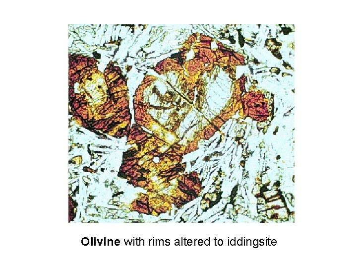 Olivine with rims altered to iddingsite 