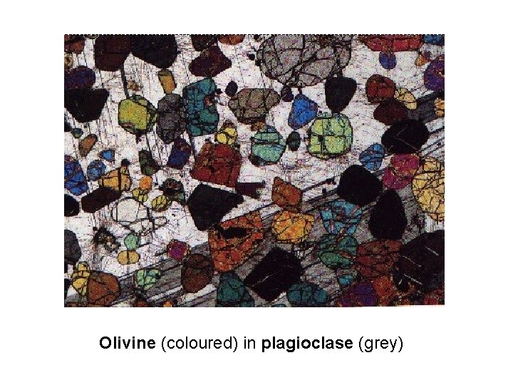 Olivine (coloured) in plagioclase (grey) 