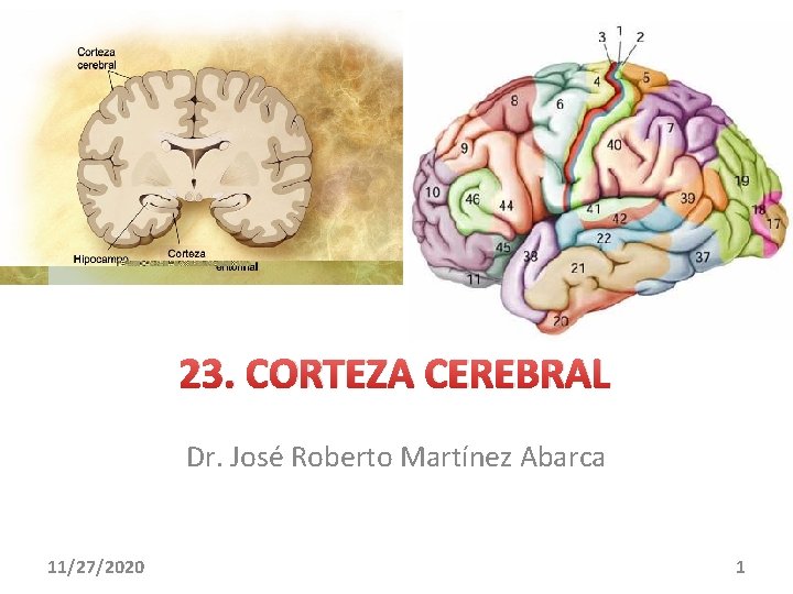 23. CORTEZA CEREBRAL Dr. José Roberto Martínez Abarca 11/27/2020 1 