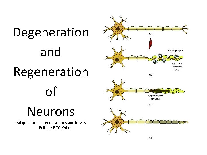 Degeneration and Regeneration of Neurons (Adapted from internet sources and Ross & Reith :