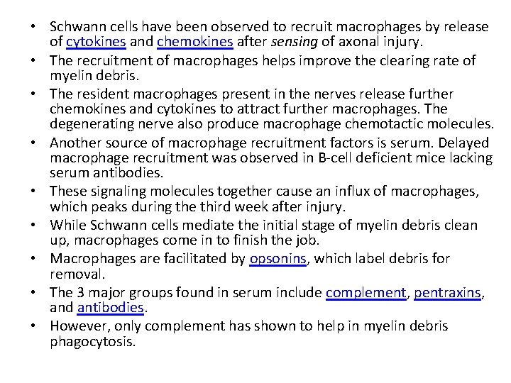  • Schwann cells have been observed to recruit macrophages by release of cytokines