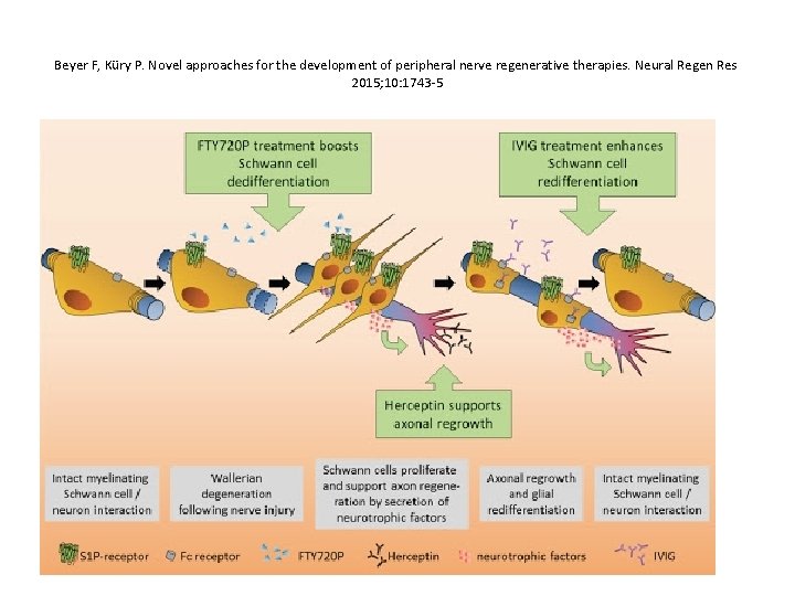 Beyer F, Küry P. Novel approaches for the development of peripheral nerve regenerative therapies.