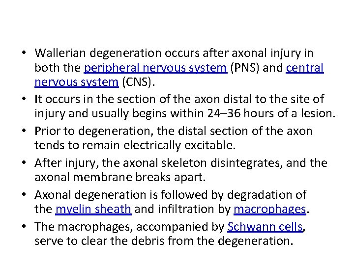  • Wallerian degeneration occurs after axonal injury in both the peripheral nervous system