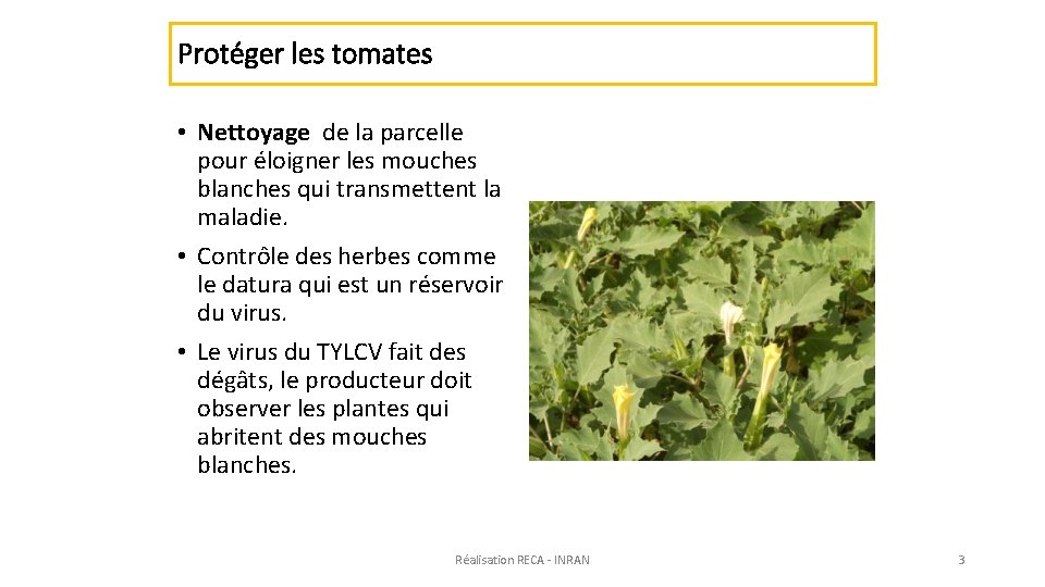 Protéger les tomates • Nettoyage de la parcelle pour éloigner les mouches blanches qui