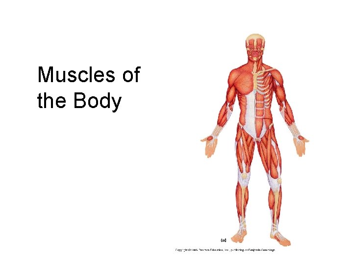 Muscles of the Body 