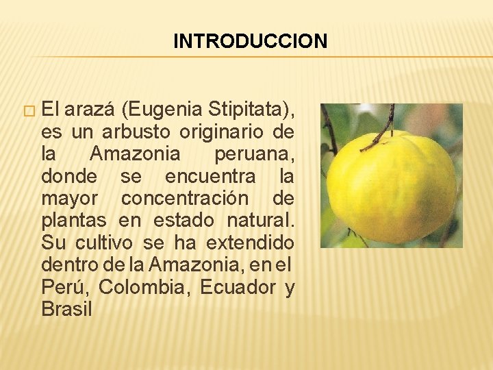 INTRODUCCION � El arazá (Eugenia Stipitata), es un arbusto originario de la Amazonia peruana, INTRODUCCION � El arazá (Eugenia Stipitata), es un arbusto originario de la Amazonia peruana,