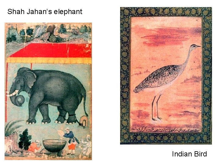 Shah Jahan’s elephant Indian Bird 