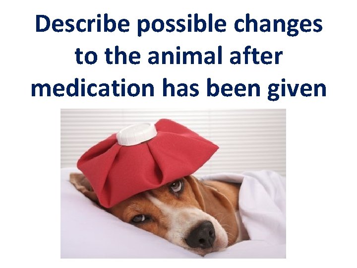 Describe possible changes to the animal after medication has been given 