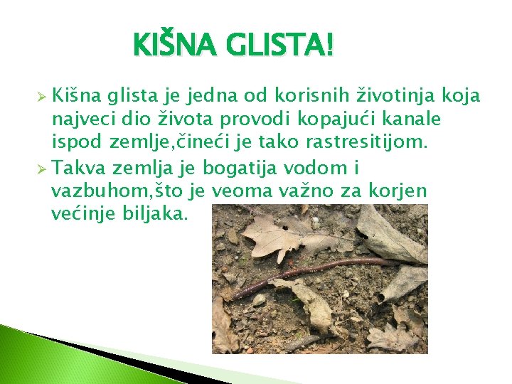 KIŠNA GLISTA! Ø Kišna glista je jedna od korisnih životinja koja najveci dio života
