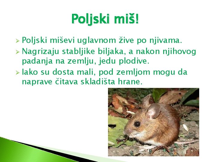 Poljski miš! Ø Poljski miševi uglavnom žive po njivama. Ø Nagrizaju stabljike biljaka, a