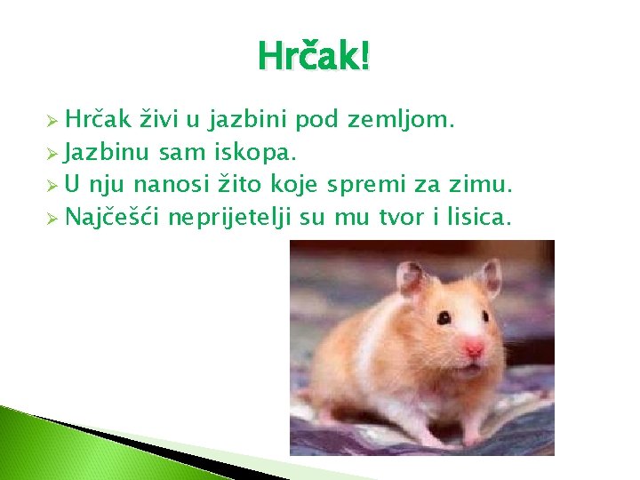 Hrčak! Ø Hrčak živi u jazbini pod zemljom. Ø Jazbinu sam iskopa. Ø U