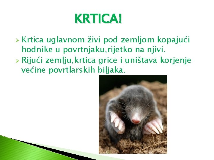 KRTICA! Ø Krtica uglavnom živi pod zemljom kopajući hodnike u povrtnjaku, rijetko na njivi. KRTICA! Ø Krtica uglavnom živi pod zemljom kopajući hodnike u povrtnjaku, rijetko na njivi.