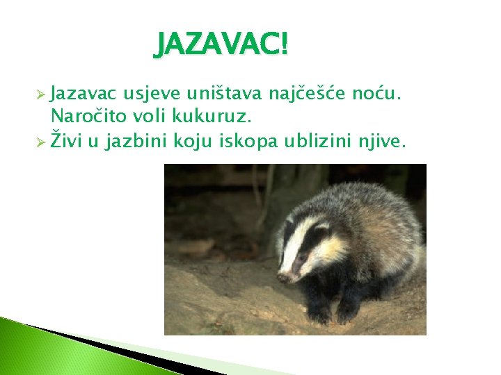 JAZAVAC! Ø Jazavac usjeve uništava najčešće noću. Naročito voli kukuruz. Ø Živi u jazbini