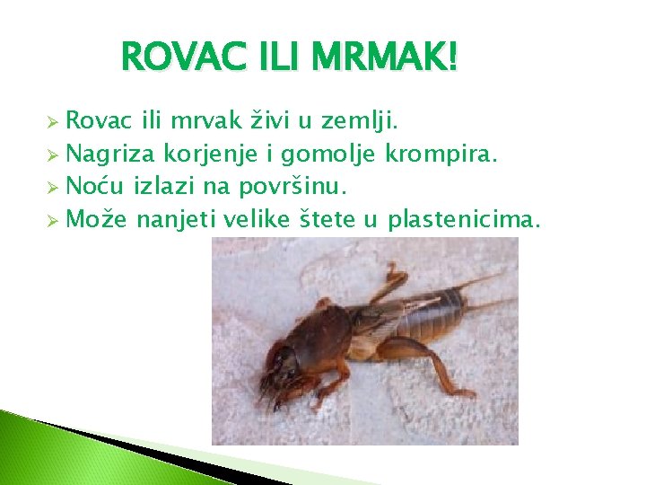 ROVAC ILI MRMAK! Ø Rovac ili mrvak živi u zemlji. Ø Nagriza korjenje i ROVAC ILI MRMAK! Ø Rovac ili mrvak živi u zemlji. Ø Nagriza korjenje i