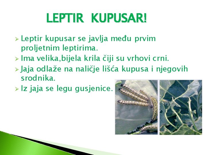 LEPTIR KUPUSAR! Ø Leptir kupusar se javlja među prvim proljetnim leptirima. Ø Ima velika, LEPTIR KUPUSAR! Ø Leptir kupusar se javlja među prvim proljetnim leptirima. Ø Ima velika,