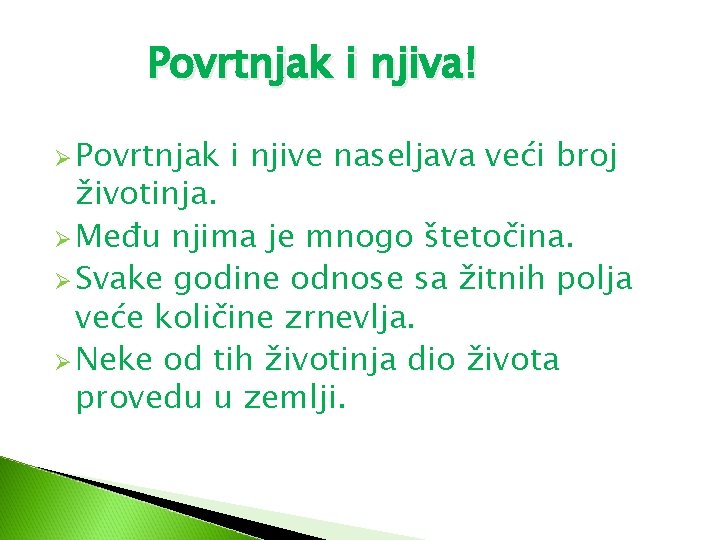 Povrtnjak i njiva! Ø Povrtnjak i njive naseljava veći broj životinja. Ø Među njima