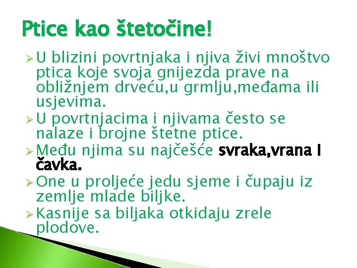 Ptice kao štetočine! ØU blizini povrtnjaka i njiva živi mnoštvo ptica koje svoja gnijezda