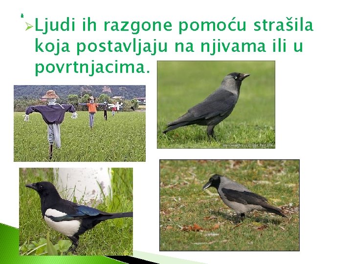 ž ØLjudi ih razgone pomoću strašila koja postavljaju na njivama ili u povrtnjacima. 