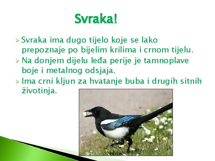 Svraka! Ø Svraka ima dugo tijelo koje se lako prepoznaje po bijelim krilima i Svraka! Ø Svraka ima dugo tijelo koje se lako prepoznaje po bijelim krilima i