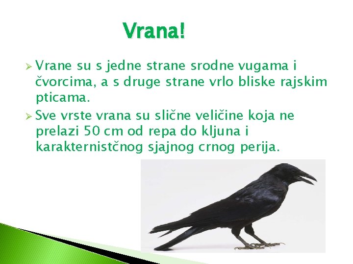 Vrana! Ø Vrane su s jedne strane srodne vugama i čvorcima, a s druge