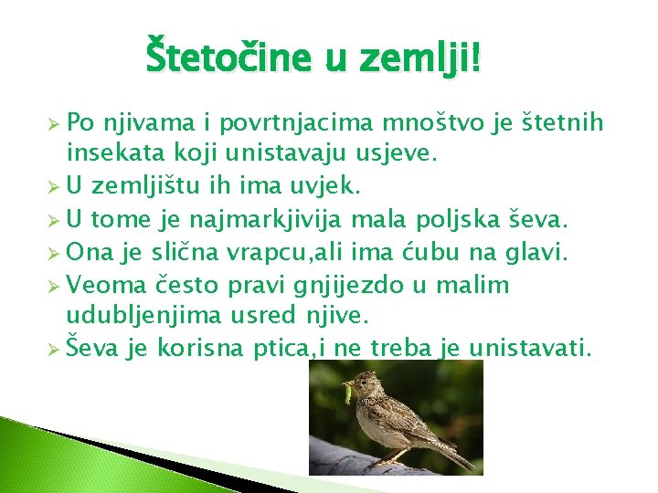 Štetočine u zemlji! Ø Po njivama i povrtnjacima mnoštvo je štetnih insekata koji unistavaju