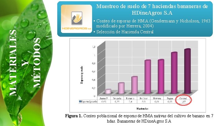 MATERIALES Y MÉTODOS Muestreo de suelo de 7 haciendas bananeras de HDine. Agros S.