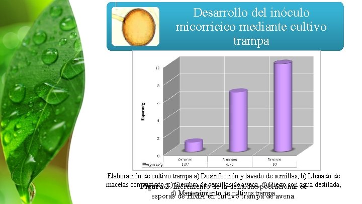Desarrollo del inóculo micorrícico mediante cultivo trampa 30% arena 10% turba negra 60% suelo