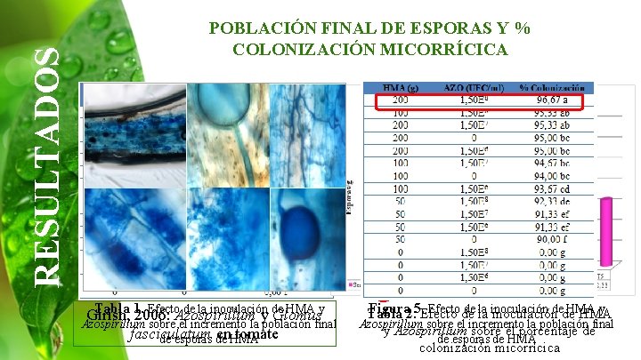 RESULTADOS POBLACIÓN FINAL DE ESPORAS Y % COLONIZACIÓN MICORRÍCICA Tabla 1. Efecto de la