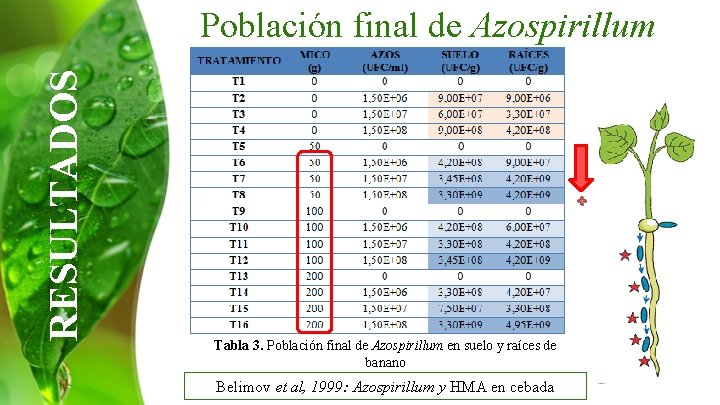 RESULTADOS Población final de Azospirillum + Tabla 3. Población final de Azospirillum en suelo