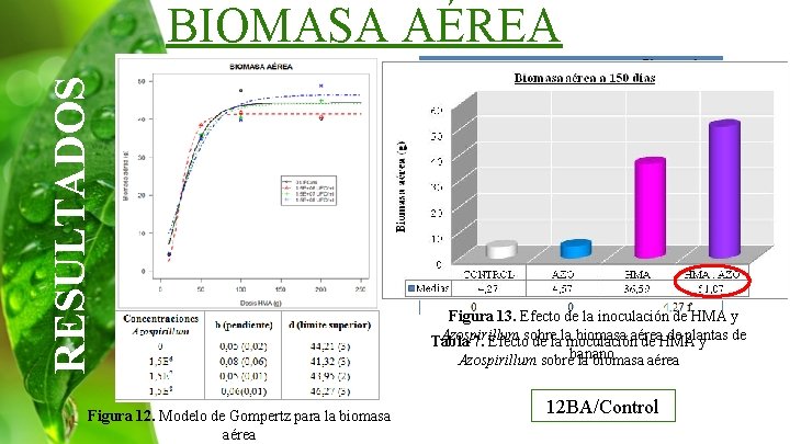 RESULTADOS BIOMASA AÉREA Figura 12. Modelo de Gompertz para la biomasa aérea Figura 13.