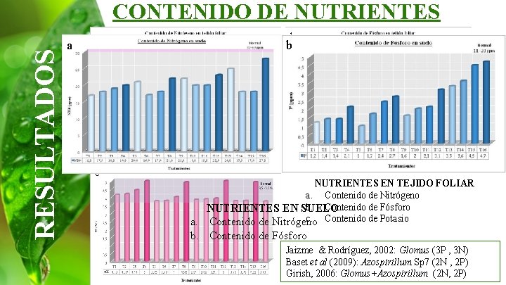 RESULTADOS CONTENIDO DE NUTRIENTES a a c b b NUTRIENTES EN TEJIDO FOLIAR a.