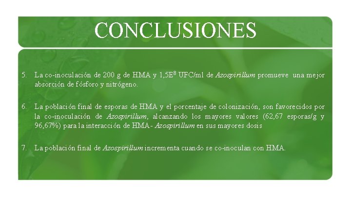 CONCLUSIONES 5. La co-inoculación de 200 g de HMA y 1, 5 E 8