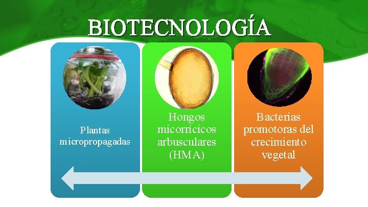 BIOTECNOLOGÍA Plantas micropropagadas Hongos micorrícicos arbusculares (HMA) Bacterias promotoras del crecimiento vegetal 