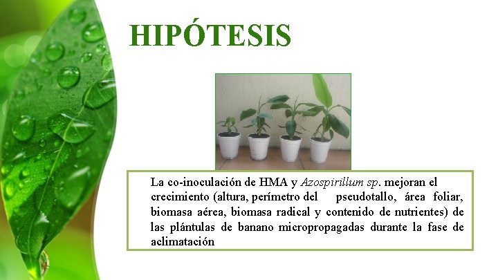HIPÓTESIS La co-inoculación de HMA y Azospirillum sp. mejoran el crecimiento (altura, perímetro del
