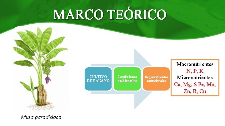MARCO TEÓRICO CULTIVO DE BANANO Musa paradisiaca Condiciones ambientales Requerimientos nutricionales Macronutrientes N, P,