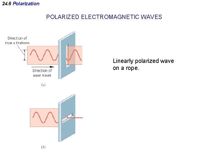 24. 6 Polarization POLARIZED ELECTROMAGNETIC WAVES Linearly polarized wave on a rope. 