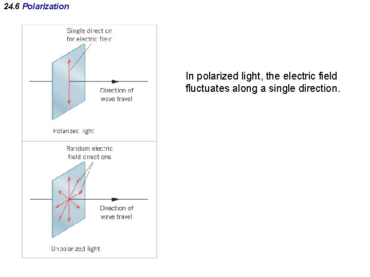 24. 6 Polarization In polarized light, the electric field fluctuates along a single direction.
