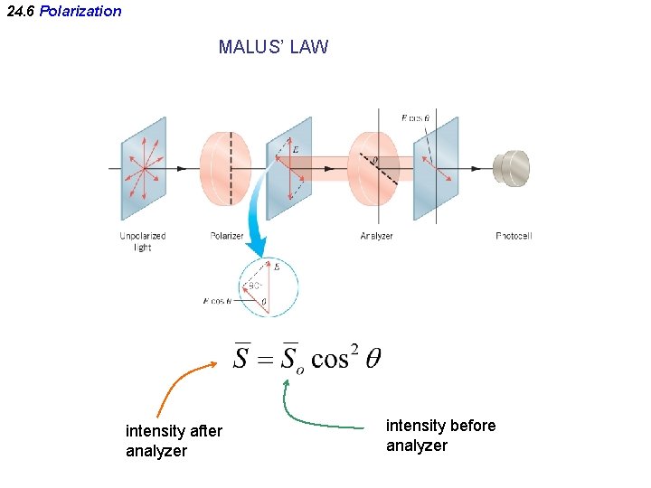 24. 6 Polarization MALUS’ LAW intensity after analyzer intensity before analyzer 