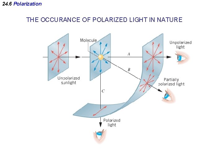 24. 6 Polarization THE OCCURANCE OF POLARIZED LIGHT IN NATURE 
