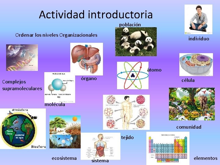 Actividad introductoria población Ordenar los niveles Organizacionales individuo átomo órgano Complejos supramoleculares célula molécula